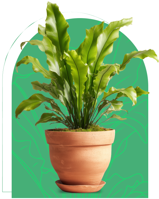 Plant