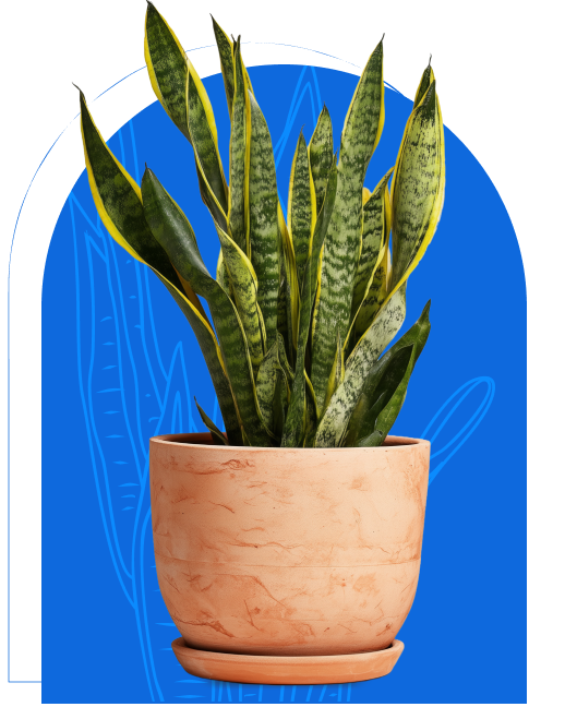 Plant